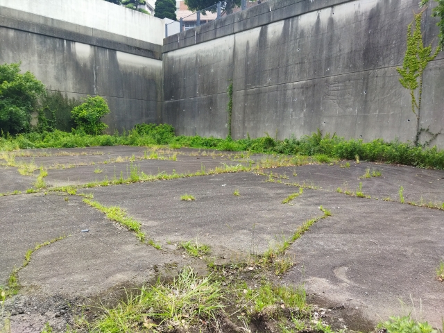 weed-on-the-sidewalk