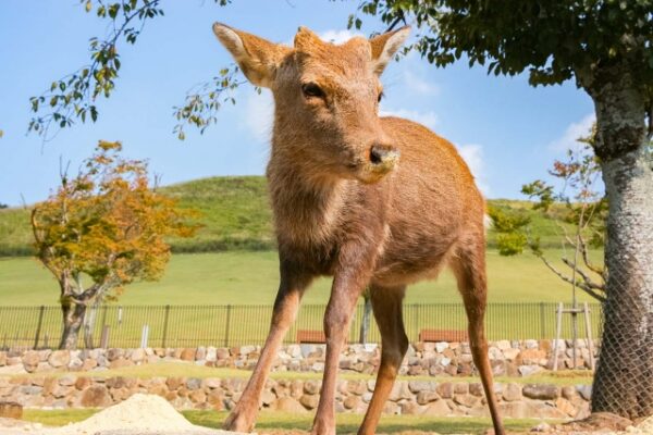 Deer-in-Nara-Park