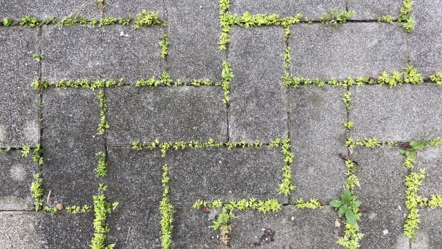 weed-on-the-sidewalk