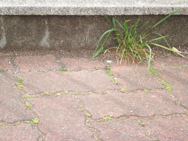 weed-on-the-sidewalk