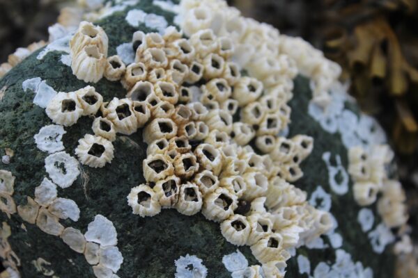 barnacles-attached-to-rocks